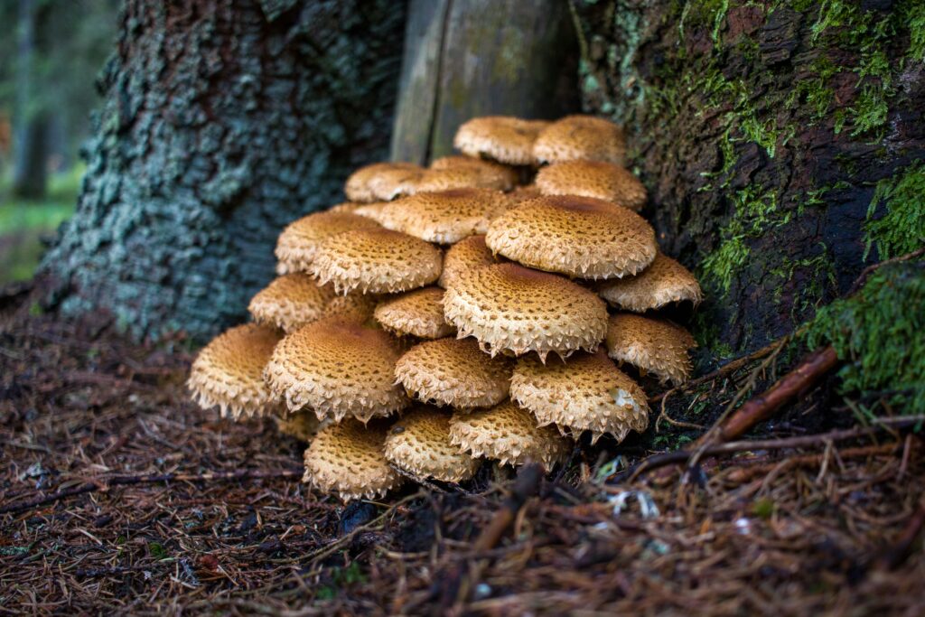mushrooms