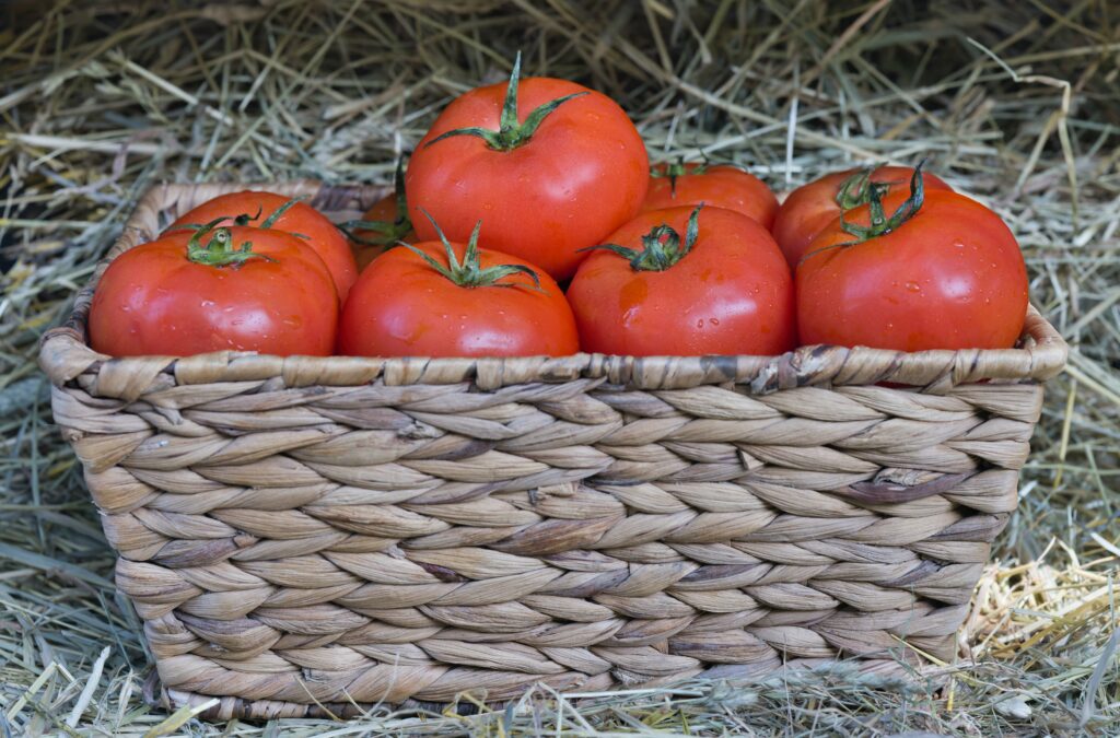 tomatoes