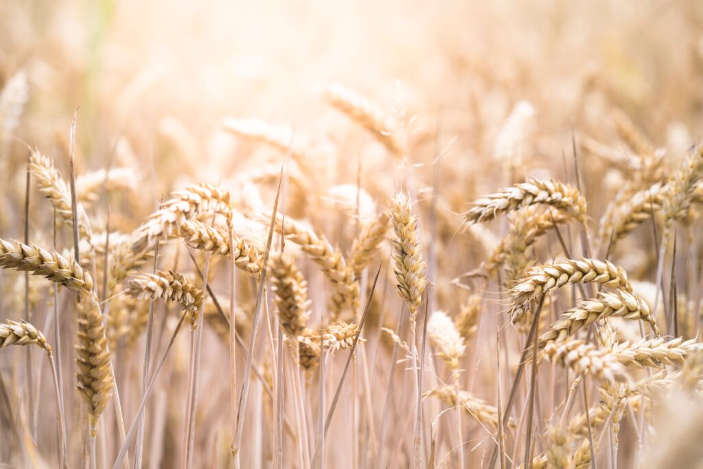 wheat gluten