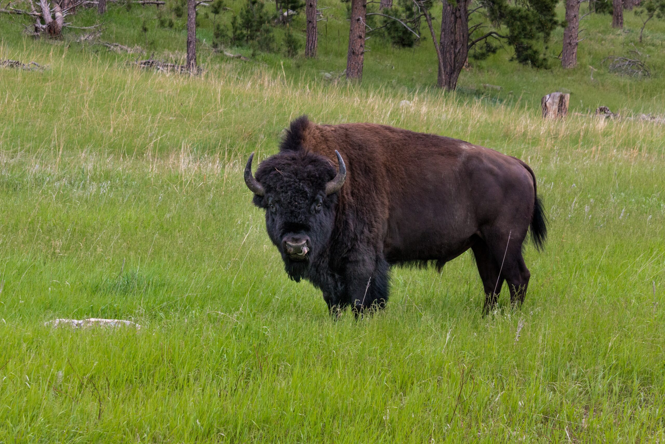 grass fed bison