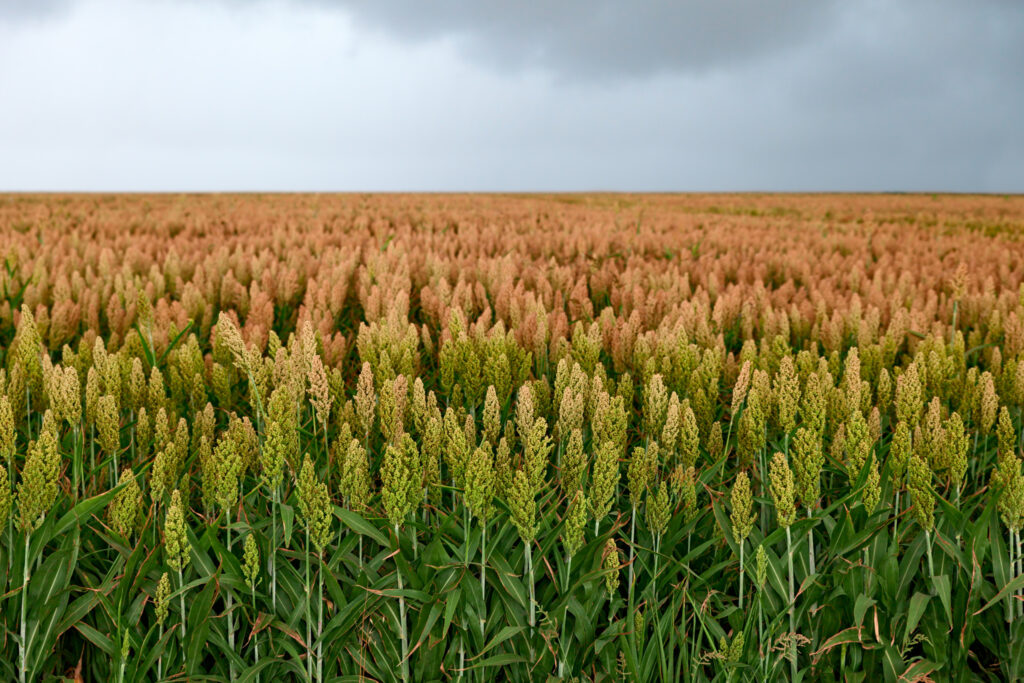 sorghumgrass